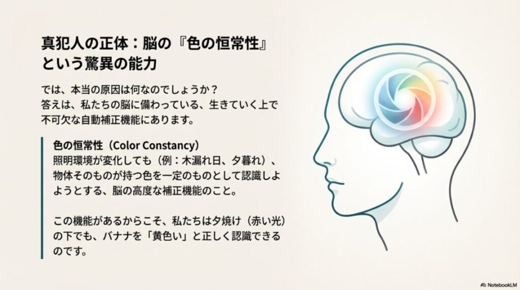 脳の中にカメラの絞りのような機能があり、目から入った光の色情報を自動的に補正している様子を表したイラスト。